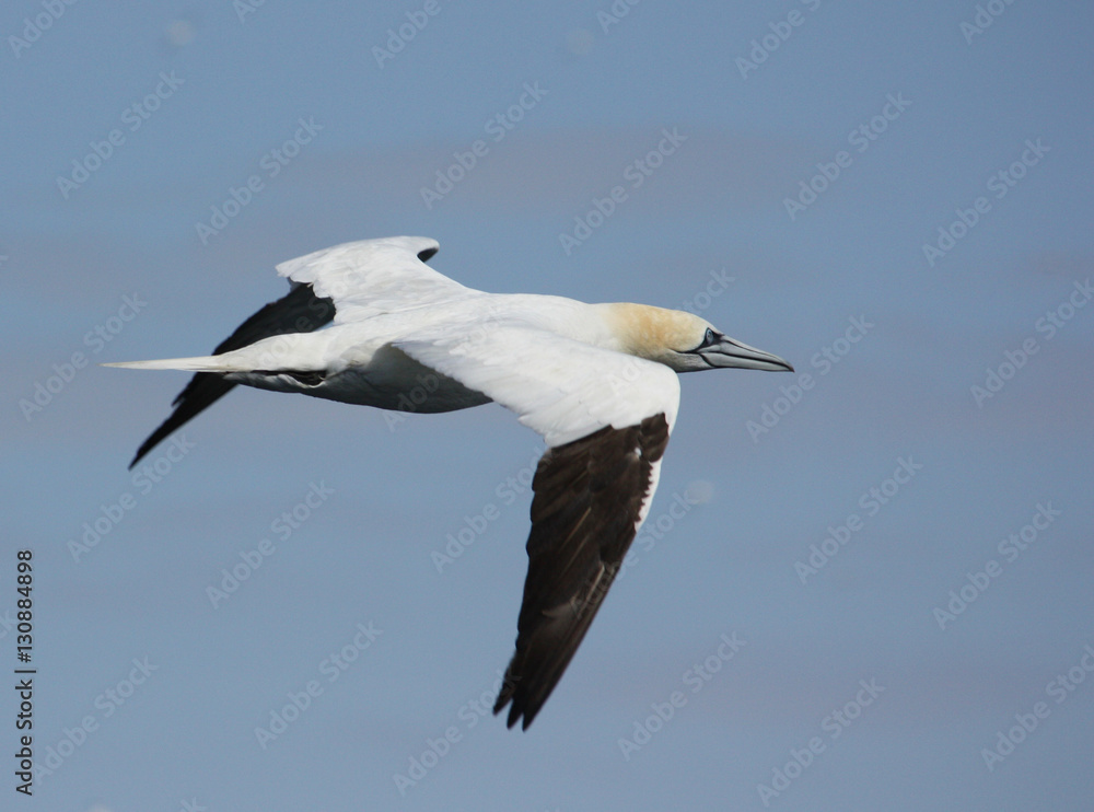 Gannet in flight Gannet in flight