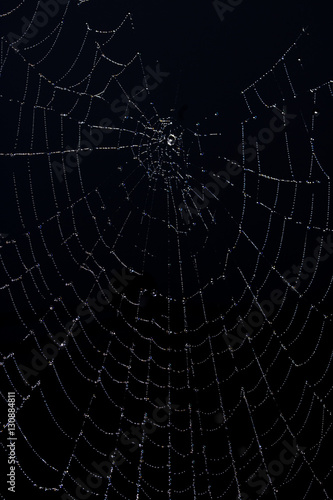 Spider Wed Covered In Dew On Black Background © squeebcreative