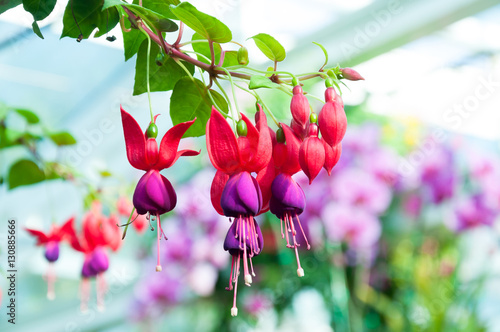 Fotografie, Obraz beautiful fuchsia flowers in garden