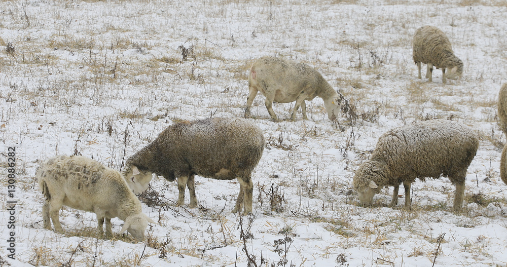 Sheep feeding in field in snow Sheep feeding in field in snow