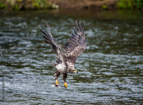 Eagle flying with prey in its claws. Alaska. Katmai National Park. USA. An excellent illustration.