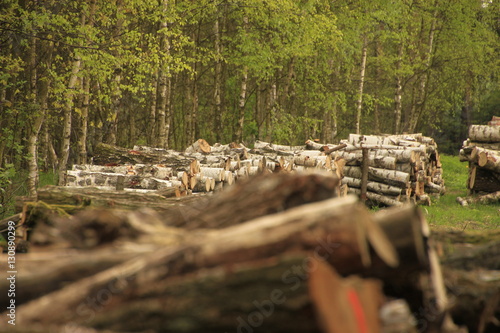 Fototapeta Naklejka Na Ścianę i Meble -  wycinka drzew