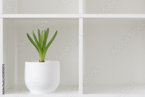 Hyacinth plant in a white pot. Flower on a rack. Interior background.