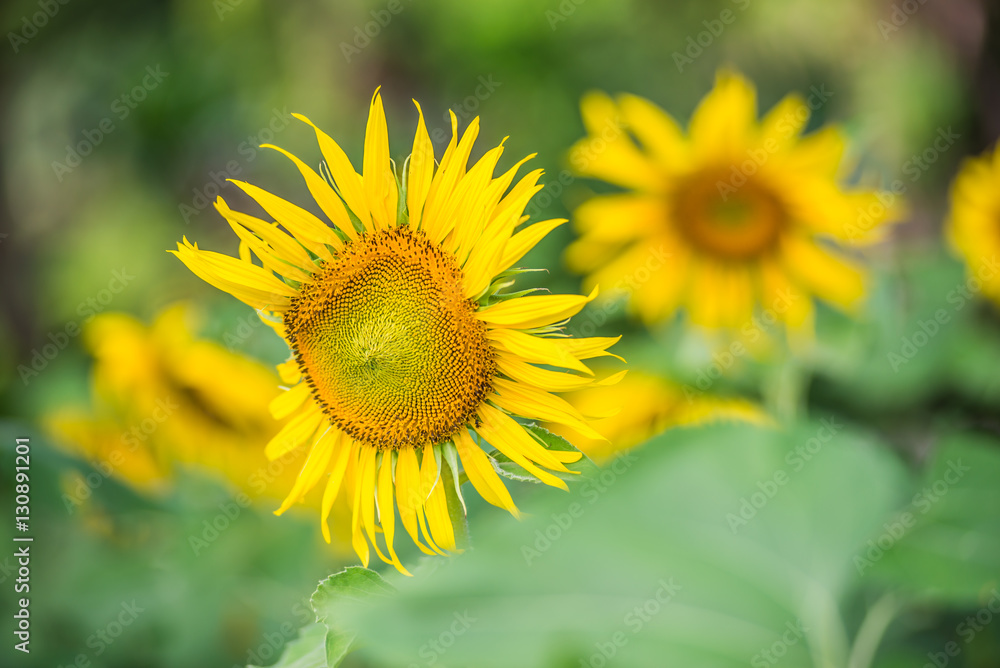 Close-up sun flowers Close-up sun flowers