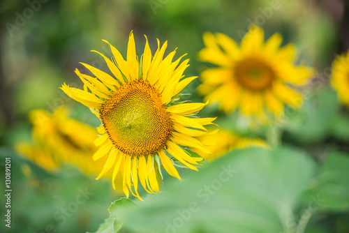 Close-up sun flowers