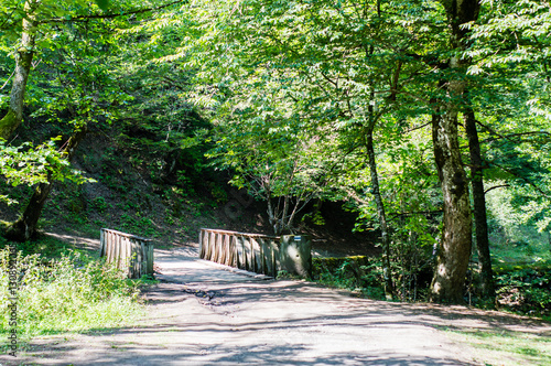 Forest in Borjomi Park, Borjomi, Georgia photo