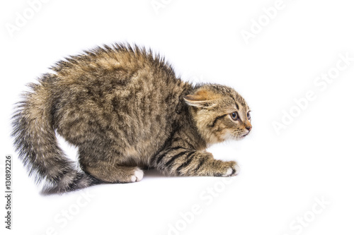 Fototapeta Naklejka Na Ścianę i Meble -  isolated frightened cat 