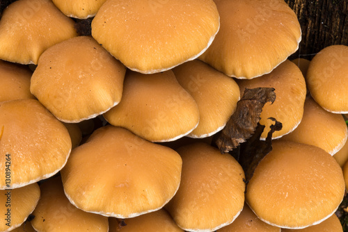 Close up of mushrooms with autumnleafs