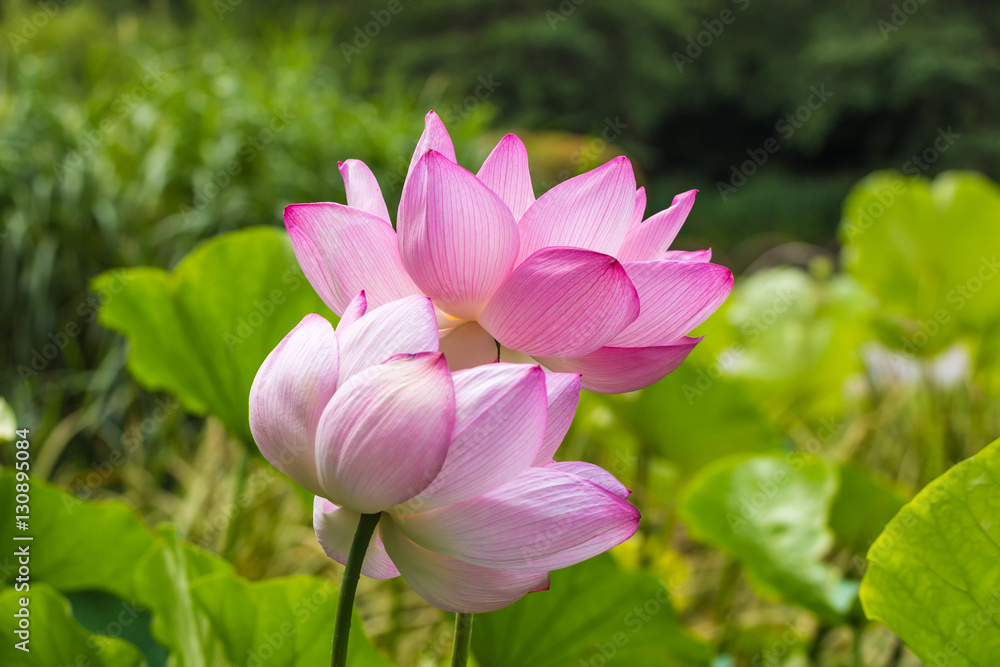 The Lotus Flower.Background is the lotus leaf and grass and tree. The Lotus Flower.Background is the lotus leaf and grass and tree.