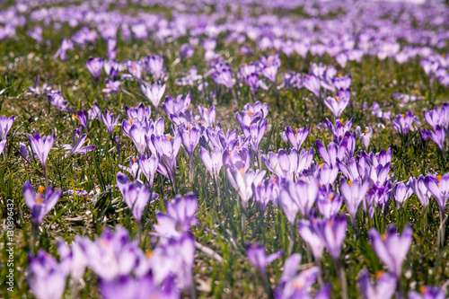 Purple crocus background mountain flowers