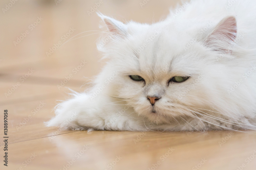 White Persian cats on the floor