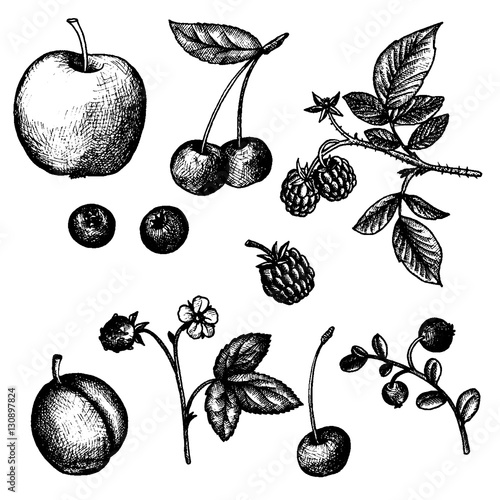 hand drawn fruits and berries