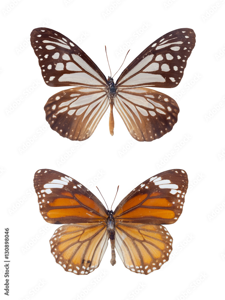 tiger spots butterflies tiger spots butterflies