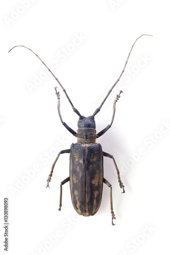 the longicorn beetle isolated