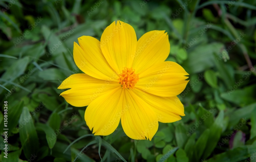 A yellow flower with a green grass background.