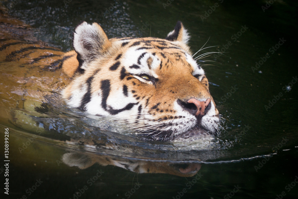 Tiger head