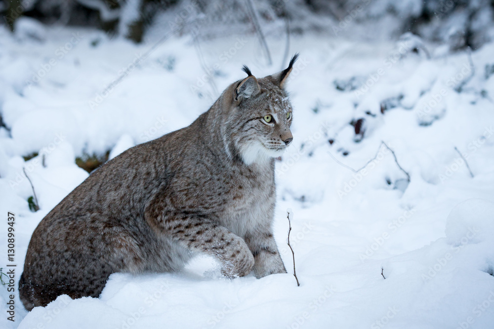 Winter lynx Winter lynx