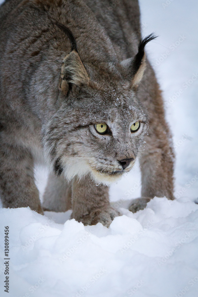 Lynx in winter