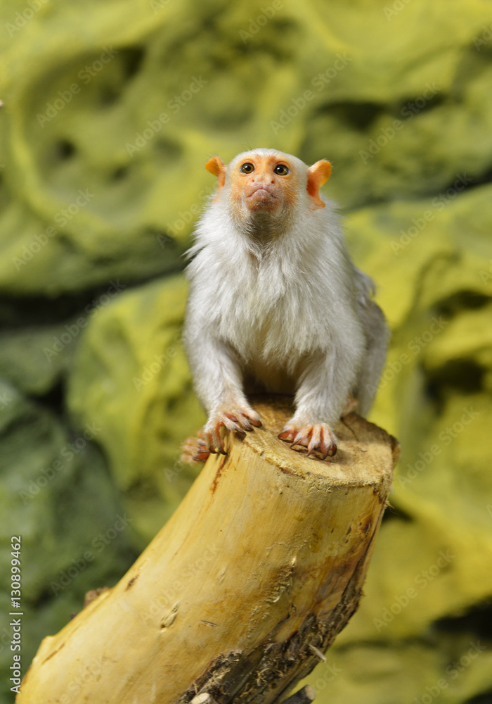 Fototapeta premium Silvery marmoset (Mico argentatus)