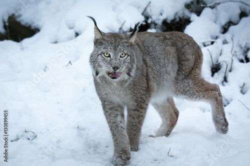 Lynx in snow