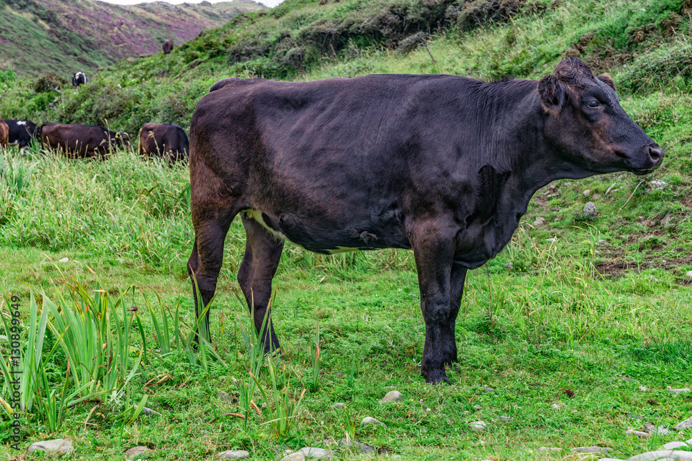 
schwarzes Rind auf einer völlig natürlichen Weide in Wales Großbritannien #2
