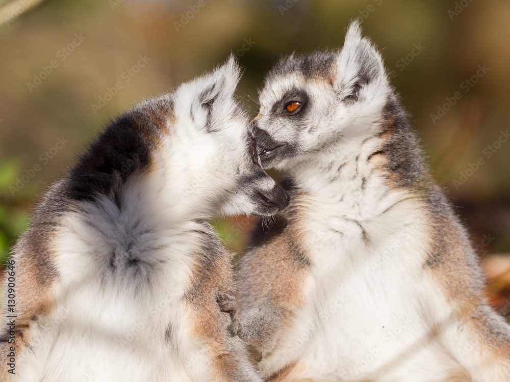 Obraz premium Ring-tailed lemur (Lemur catta), couple