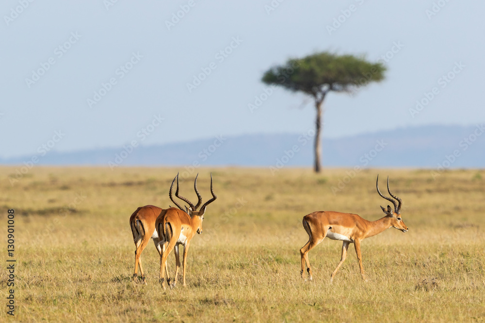 Naklejka premium Impala antelope