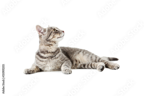 Fototapeta Naklejka Na Ścianę i Meble -  Beautiful grey cat isolated on a white