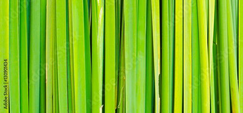 Abstract green leaf background  Green leaves