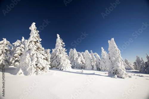Snow covered pine trees in the mountains