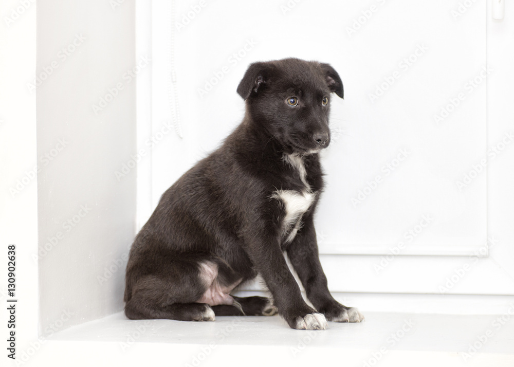 puppy looking puppy looking