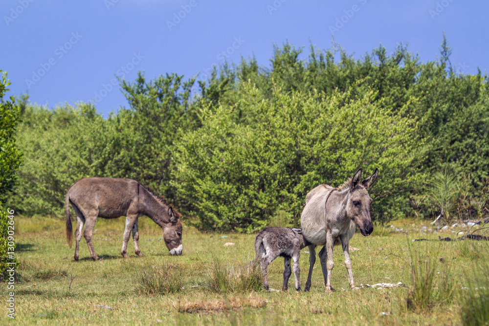 Mannar donkey in Kalpitiya, Sri Lanka Mannar donkey in Kalpitiya, Sri Lanka