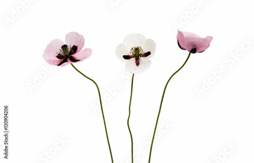 Fototapeta Naklejka Na Ścianę i Meble -  poppy flowers