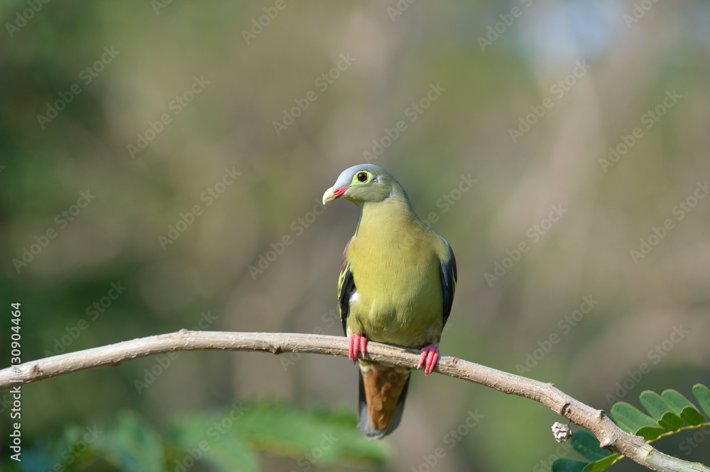 Obraz premium Thick-billed Green Pigeon