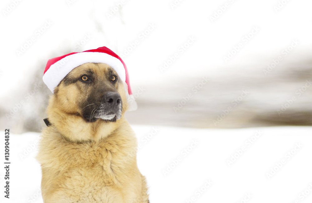 Shepherd dog in Christmas hat of Santa Claus Shepherd dog in Christmas hat of Santa Claus