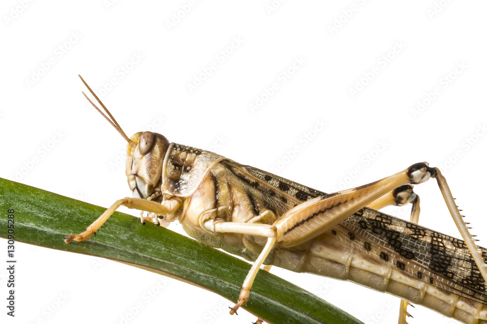 Schistocerca gregaria - the desert locust - food insects Schistocerca gregaria - the desert locust - food insects