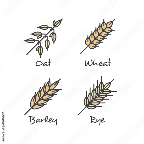 Isolated Vector Icon Style Illustration Set with Simple Porridge Cereals Icons: Oat Seeds, Rye, Wheat and Barley Healthy Breakfast Vector Concept. Food Icon.