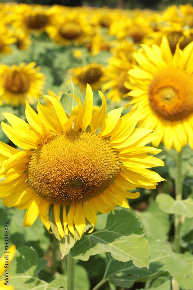 Obraz premium Sunflowers field at beautiful in the garden.