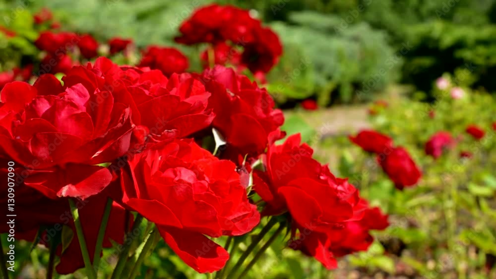 detail of red roses in the garden - breeze shakes with plants detail of red roses in the garden - breeze shakes with plants