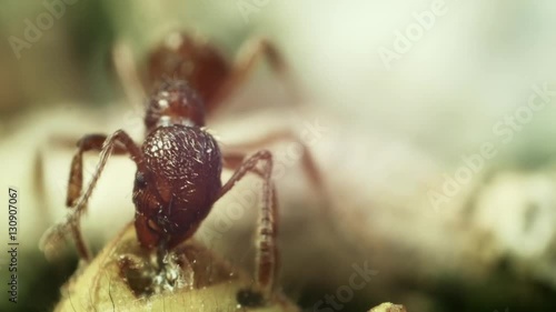 extreme close up shot of a fire ant myrmica rubra pulling away dead vespula vulgaris wasp