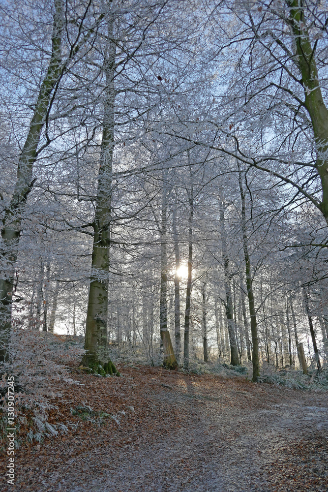 winterwald mit reif, schweiz 