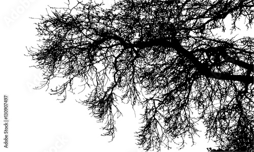 Realistic tree branches silhouette (Vector illustration).Ai10