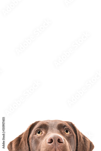Isolated image of a brown female labrador retriever