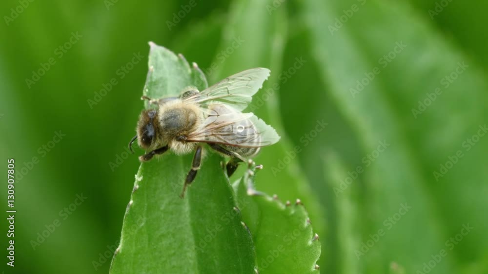 apis mellifera on green leaf after rain apis mellifera on green leaf after rain