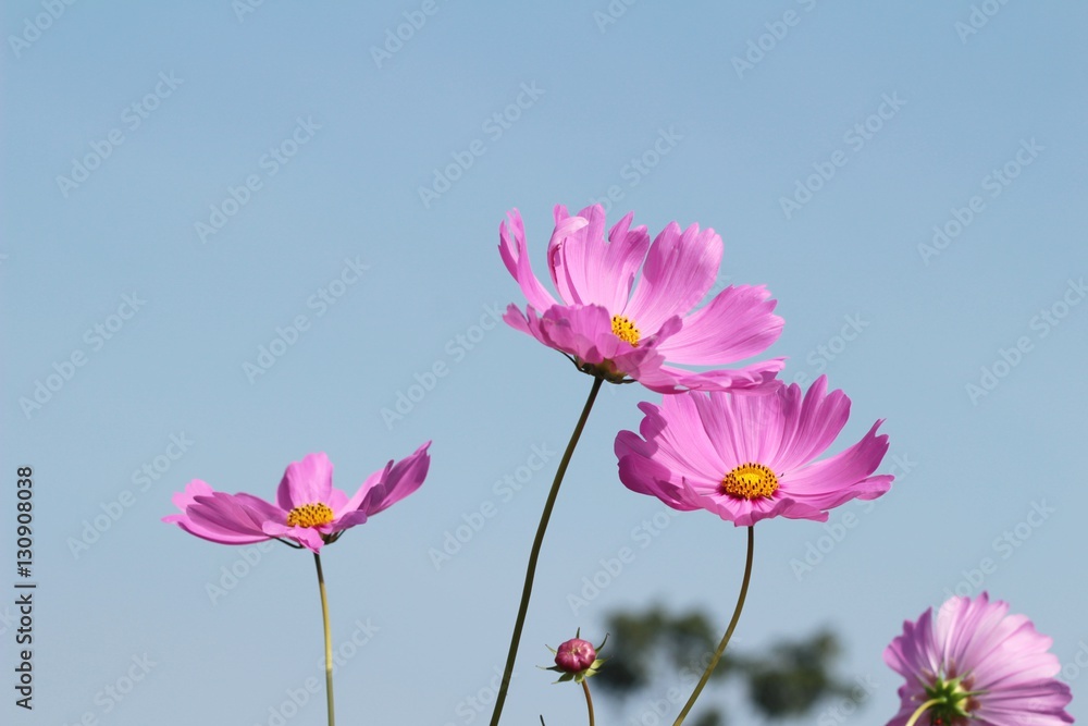 Cosmos flowers at beautiful in the garden. Cosmos flowers at beautiful in the garden.