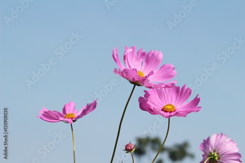 Cosmos flowers at beautiful in the garden.