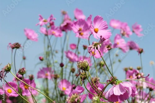 Cosmos flowers at beautiful in the garden.