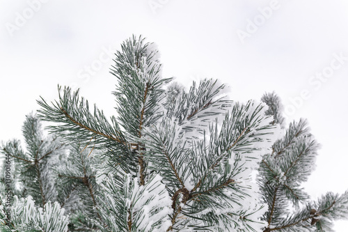 Fir branch with hoarfrost on a white background