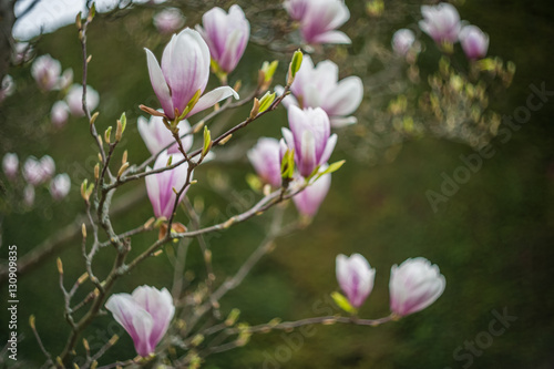 Soft Spring Background with Magnolia
