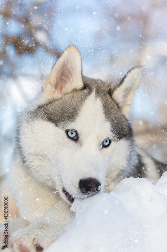 husky puppy with blue eyes lying © Olexandr